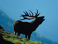 WILDes Tirol - Wildbretveredelung WILDes Tirol - Wildbretveredelung