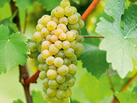 Basisseminar für Weinliebhaber Basisseminar für Weinliebhaber