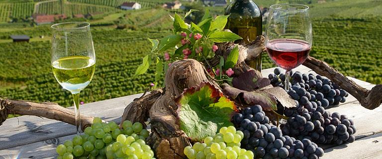 Jungsommelier – Schriftliche Prüfung