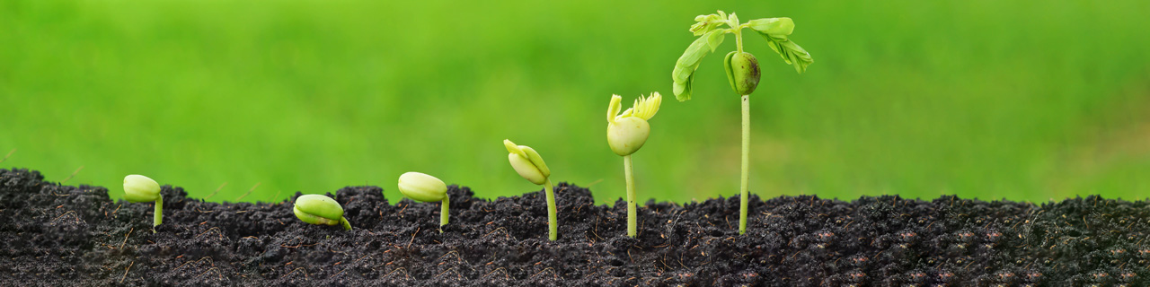 Zertifizierung Sustainable Innovation Manager