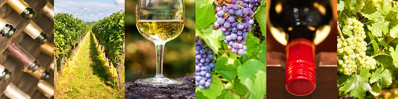 Wine tasting & selling in English