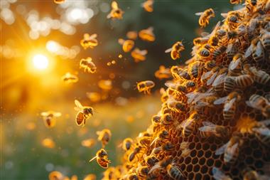 Kleine Helfer, große Wirkung – Bienen am WIFI Dach | WIFI Blog